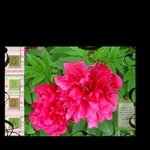 Dads_album_2-p001-small
