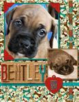 Bentley (Kristan)