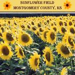 Sunflower Field (audosborne)
