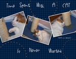 It's Just a Cat (BeachScraper)