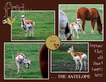 Fred the Antelope (amelia007)