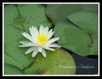 Brookgreeen_may_08-p002-small
