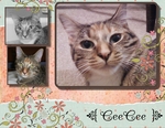 Cats-p002-small