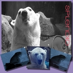 Day watching the Bears. (Lorimo)