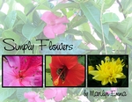 Simply Flowers (BeachScraper)