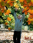 FALL 2008 (RABIDFOX)