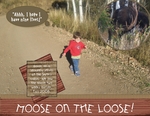 Moose on the Loose (rachel.steenblik)