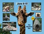 A day at the Maryland Zoo (Montana)