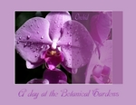 A Day at the Botanical Gardens (chuchulin50)
