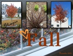 Glimpse Of Fall (BeachScraper)
