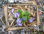 Winter Pansies (BeachScraper)