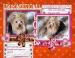 Unconditional Love (yorkie1257)