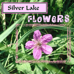 Silver Lake Flowers (annirana)
