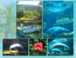 Sea_world-p007-small