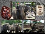 Busch_gardens_-_africa-p003-small