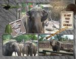 Busch_gardens_-_africa-p004-small
