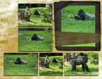 Busch_gardens_-_africa-p010-small