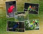 Busch_gardens_-_africa-p009-small