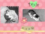 Ms. Dixie (cmartin)