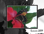 Butterfly... (BeachScraper)