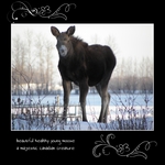 magnificent moose (keli)