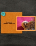 Chippie-p002-small