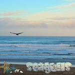 Lincoln City Seagulls (ordazd)