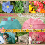 Garden flowers (annirana)
