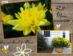 Fall Mums (BeachScraper)